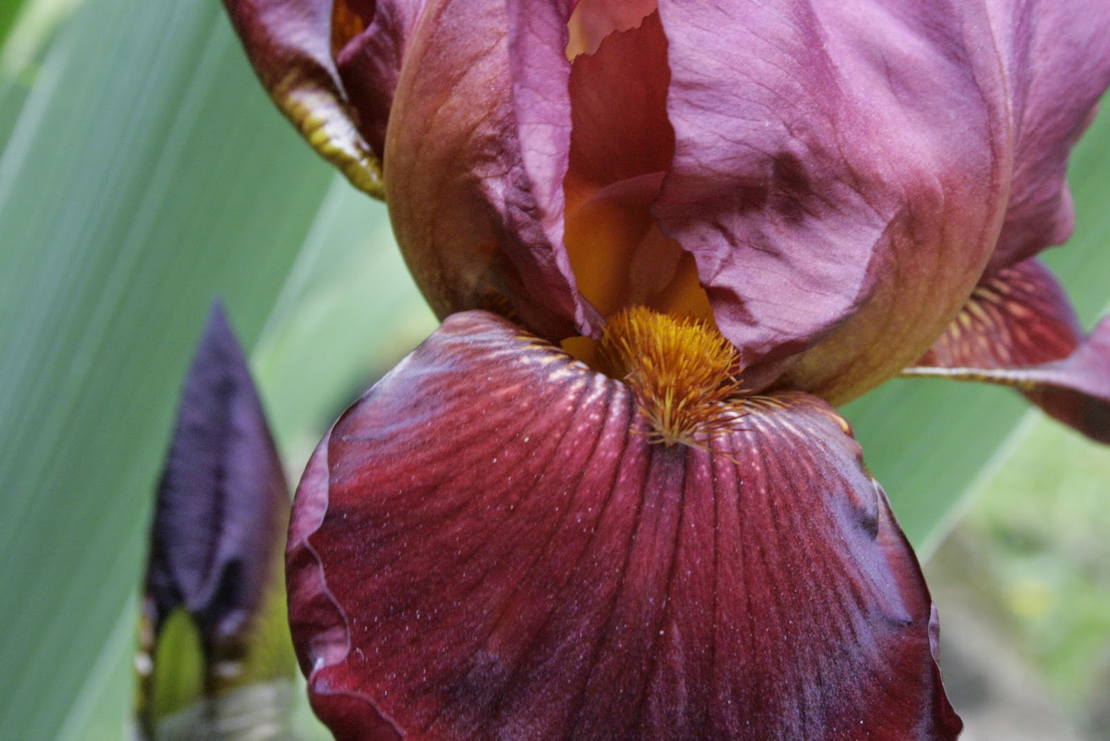 THE LAST VISIBLE DOG Bearded Irises and Flag Irises