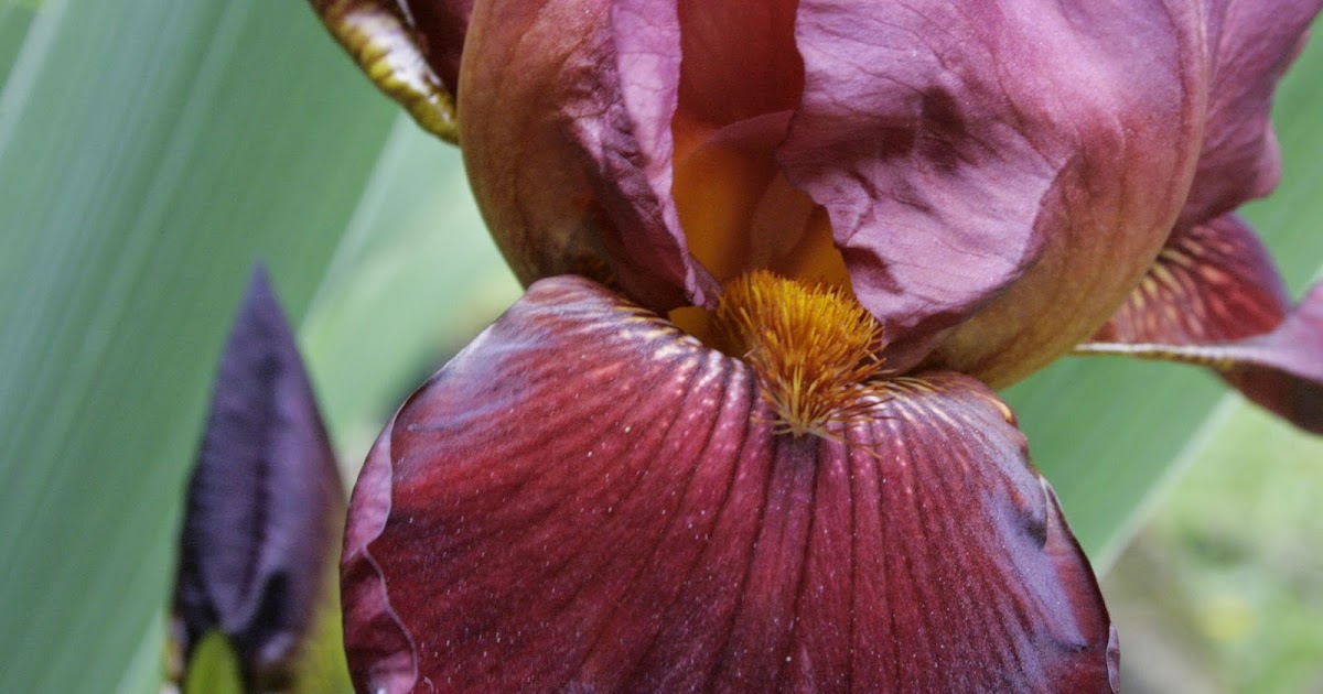 THE LAST VISIBLE DOG Bearded Irises and Flag Irises