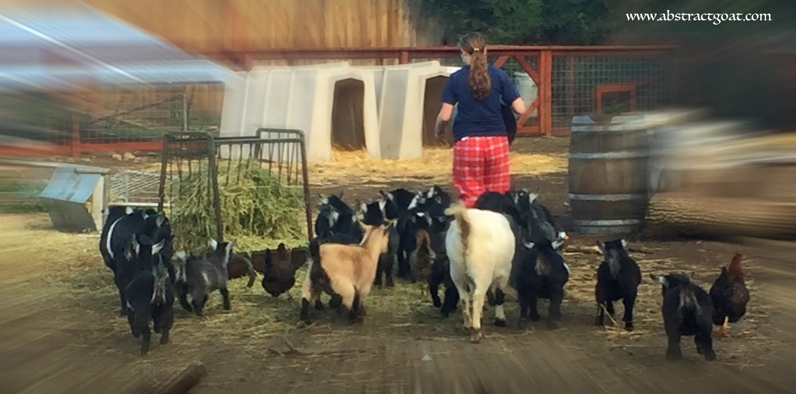the first question out of someone s mouth when they hear that we raise goats is do you milk them for cheese nope then they look at me with a puzzled the first question out of someone s mouth when they hear that we raise goats is do you milk them for cheese nope then they look at me with a puzzled