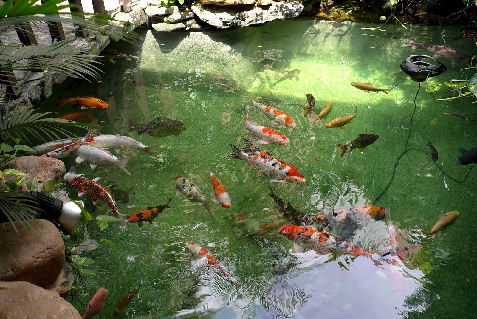 JE TunNel One of Top 10 largest Pet Shops in the World! CHEW THEAN