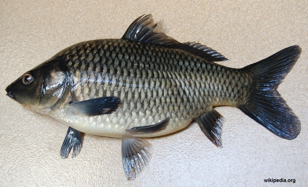 Resep Umpan Mancing Ikan Tombro Dijamin Strike Info Spot Resep Umpan Mancing Ikan Tombro Dijamin Strike Info Spot