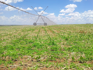 Curso de Irrigação: sistemas, manejo e gestão em condições de campo // Foto: Gustavo Goretti
