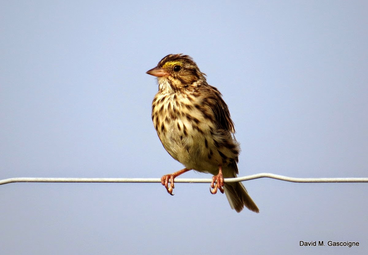 Travels With Birds Savannah Sparrow