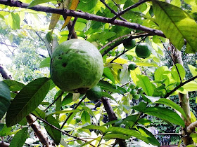 How to Starting a Guava Farming Business