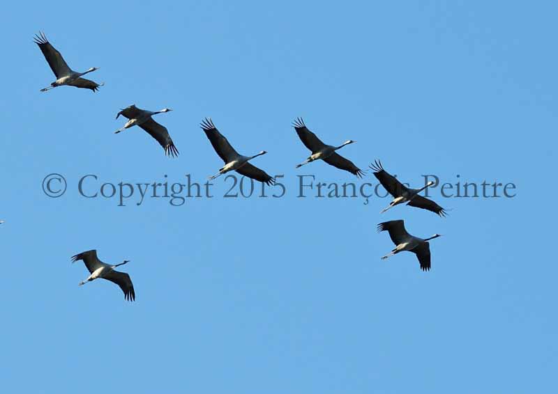 Grue cendrée (Grus grus)