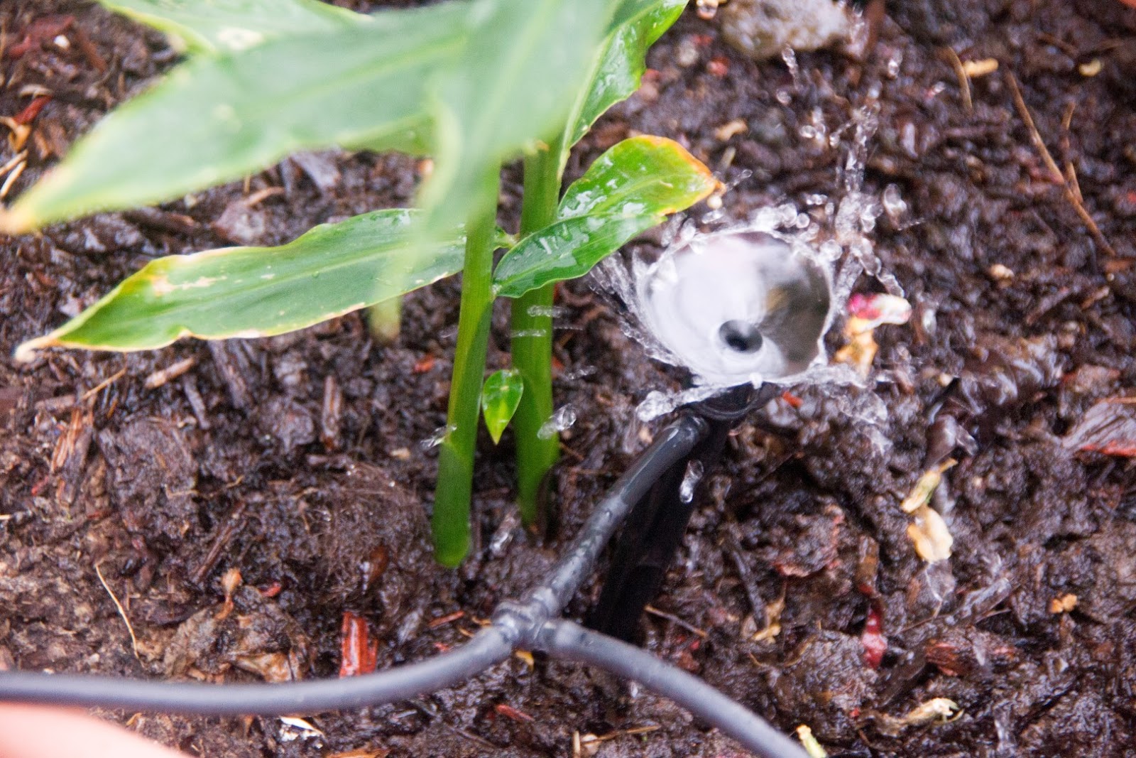 How to grow ginger How to grow ginger