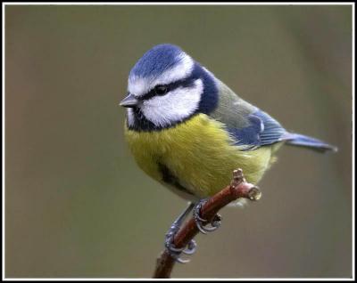 Beautiful_blue_tit_bird+(<img src='http://www.pieandbovril.com/forum/uploads/emoticons/default_cool.png' alt='8)'>.jpg