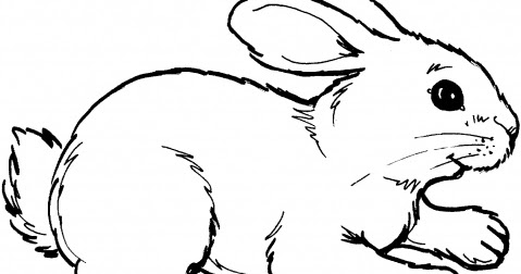 HD Animals: rabbit colouring pages