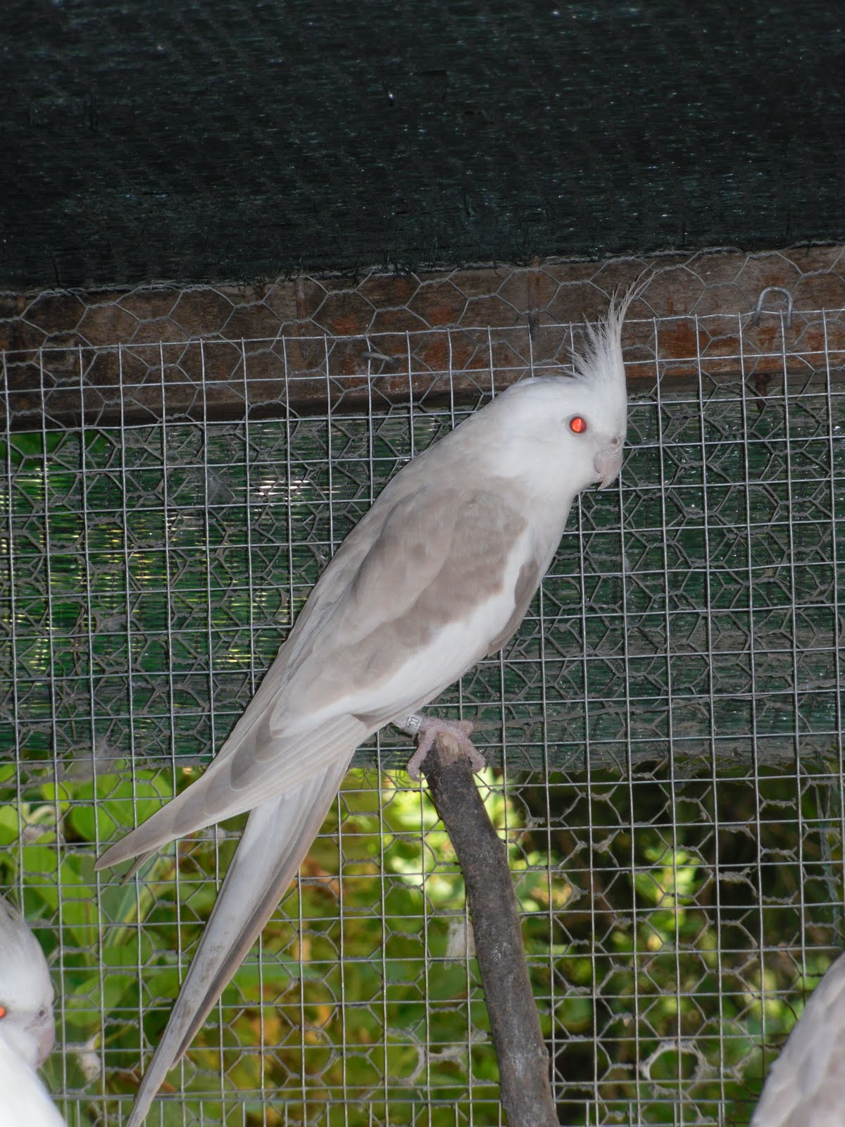 Nymphicus hollandicus Macho Bronze Fallow Face Branca