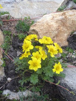 Geum montanum  (Cariofillata montana)