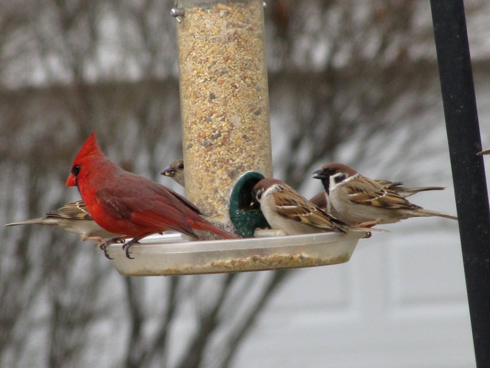 Out and About the Midwest Back Yard Birds Gather for Lunch