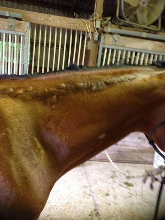 The Opinionated Mare