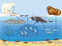 Food Web Diagram Food Web Diagram