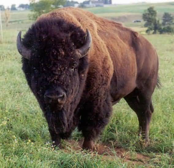 On Wings of Eagles Lessons from the Buffalo