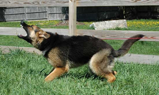How To Train A German Shepherd Like A Police Dog How To Train A German Shepherd Like A Police Dog