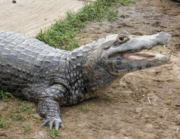 Alligator smiling Alligator smiling