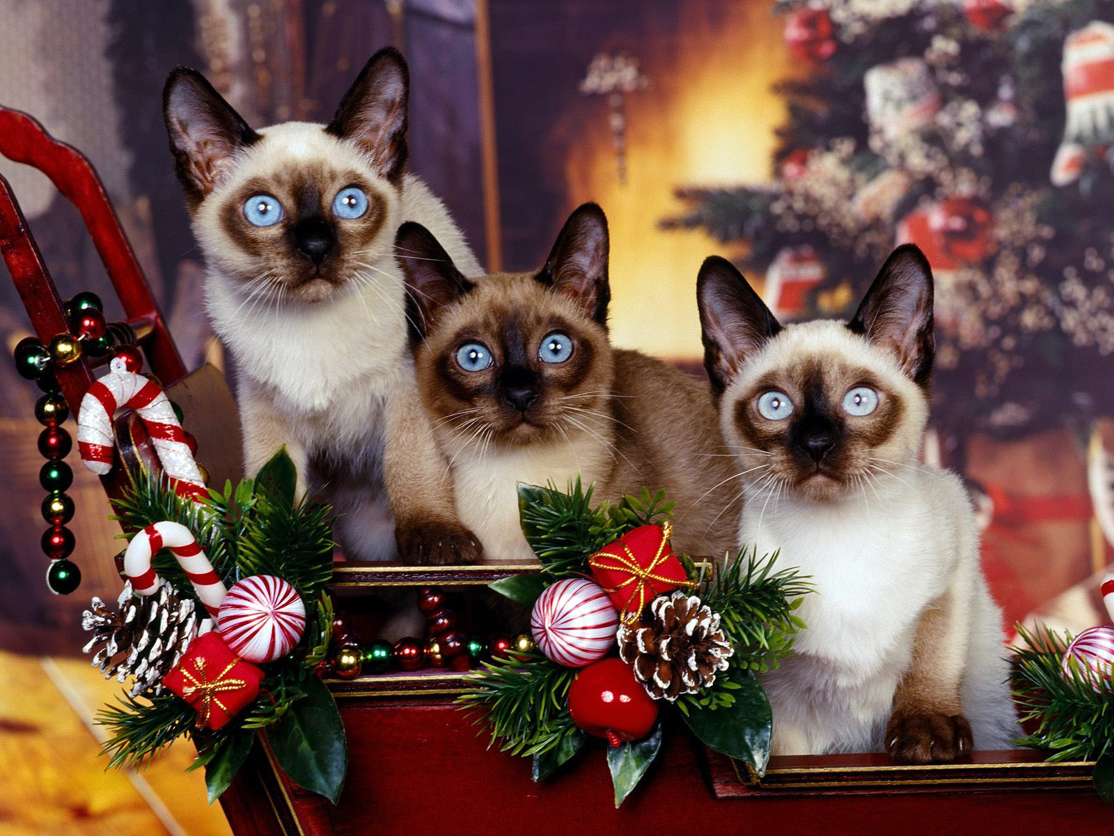 Siamese cats | Cute Cats