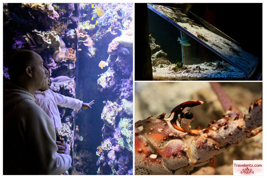 Our Day at Denver Downtown Aquarium at Colorado Travelentz