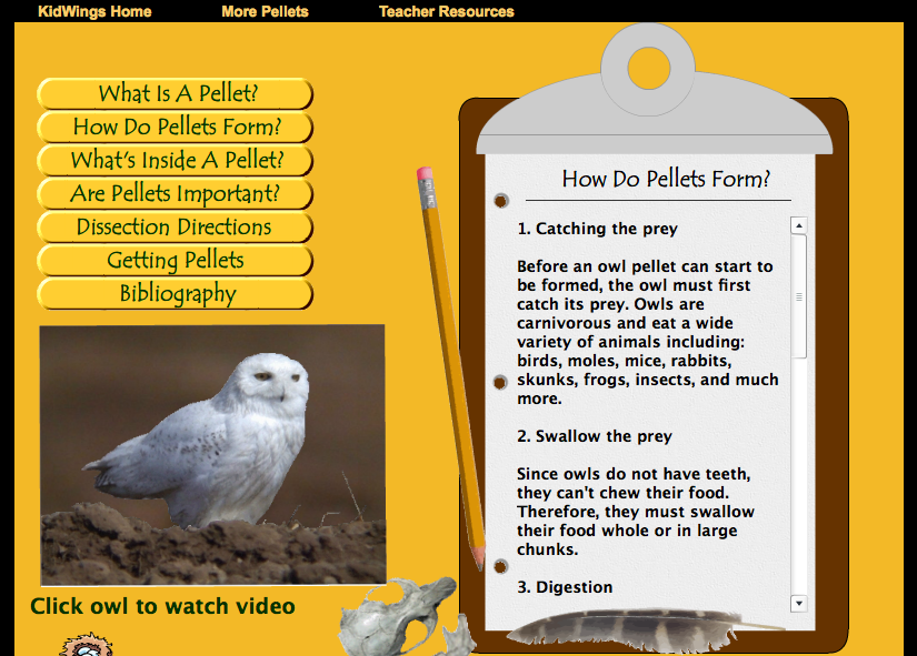 owl pellet lab answers
