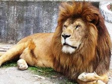 Nova espécie de leão descoberta na Etiópia Nova espécie de leão descoberta na Etiópia