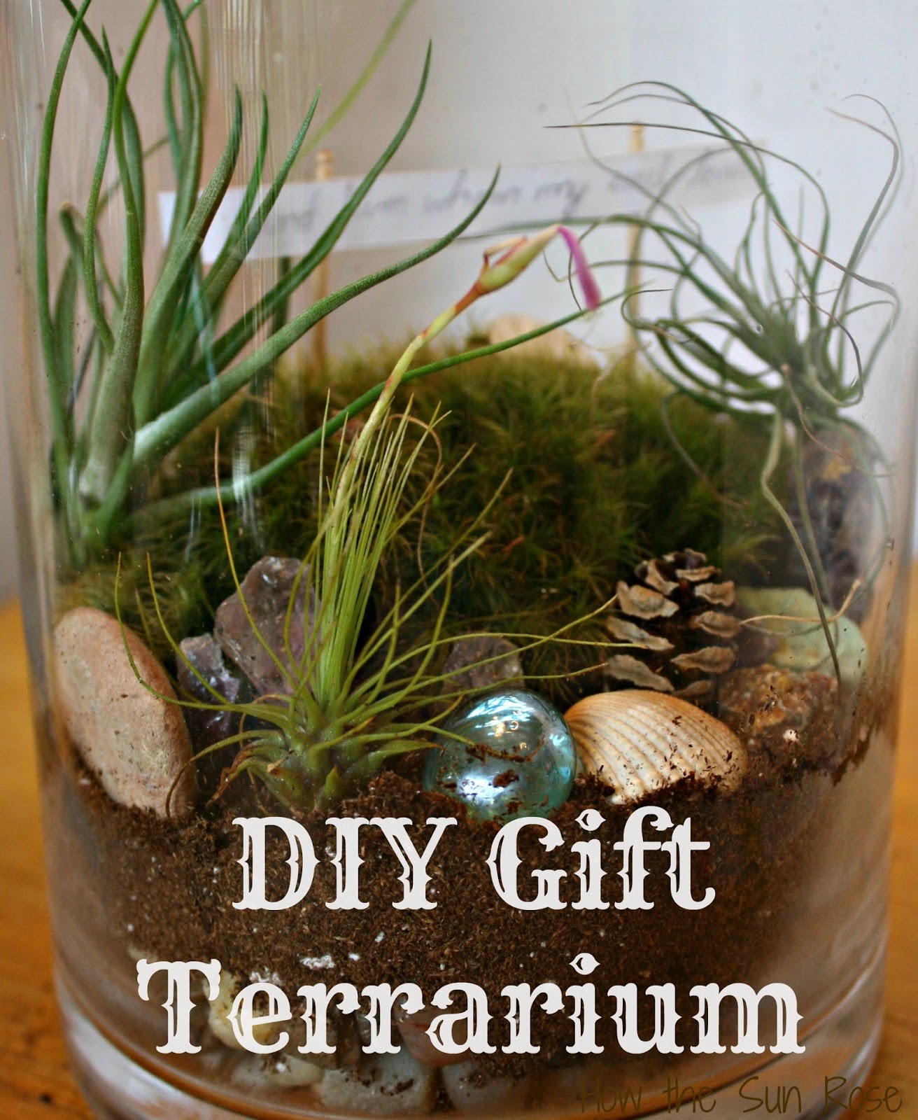 How The Sun Rose Terrariums part 2 A Gift