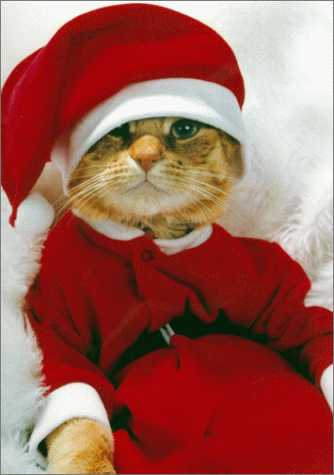 [Obrazek: funny-christmas-animals-6.jpg]