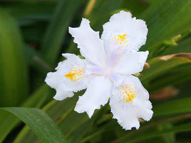 white, yellow, lavender, flower, plant