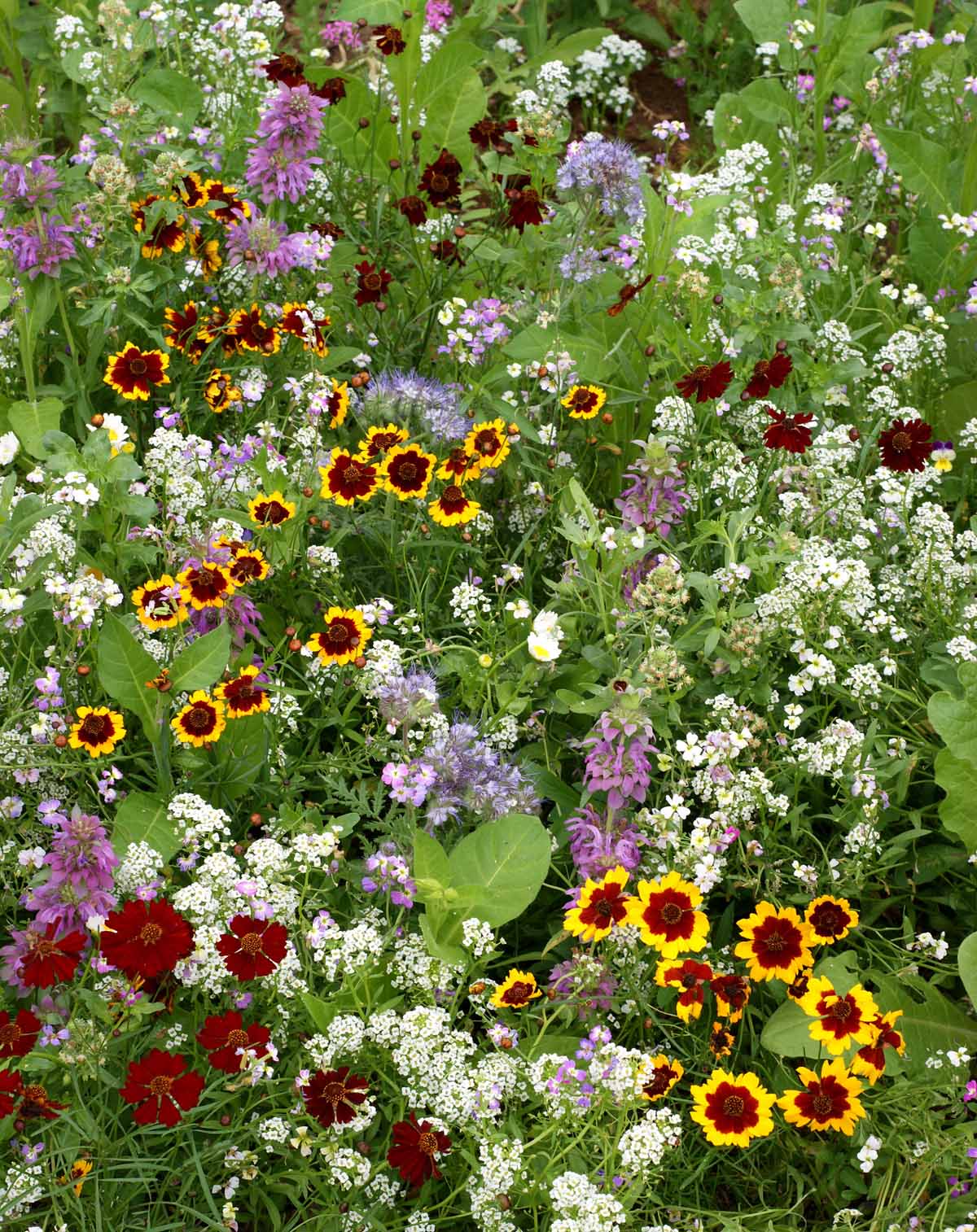 Renee's Garden Seeds Renee's Blog Sowing Renee's Scatter Gardens