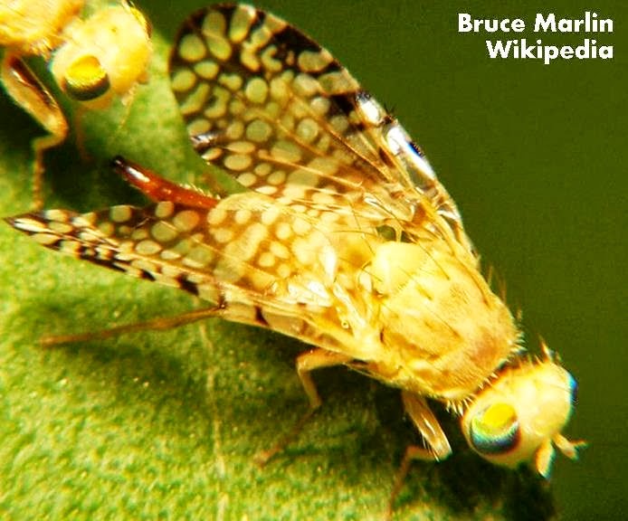 Roots 'n' Shoots Flies Biological Control Garden Critter of the Month