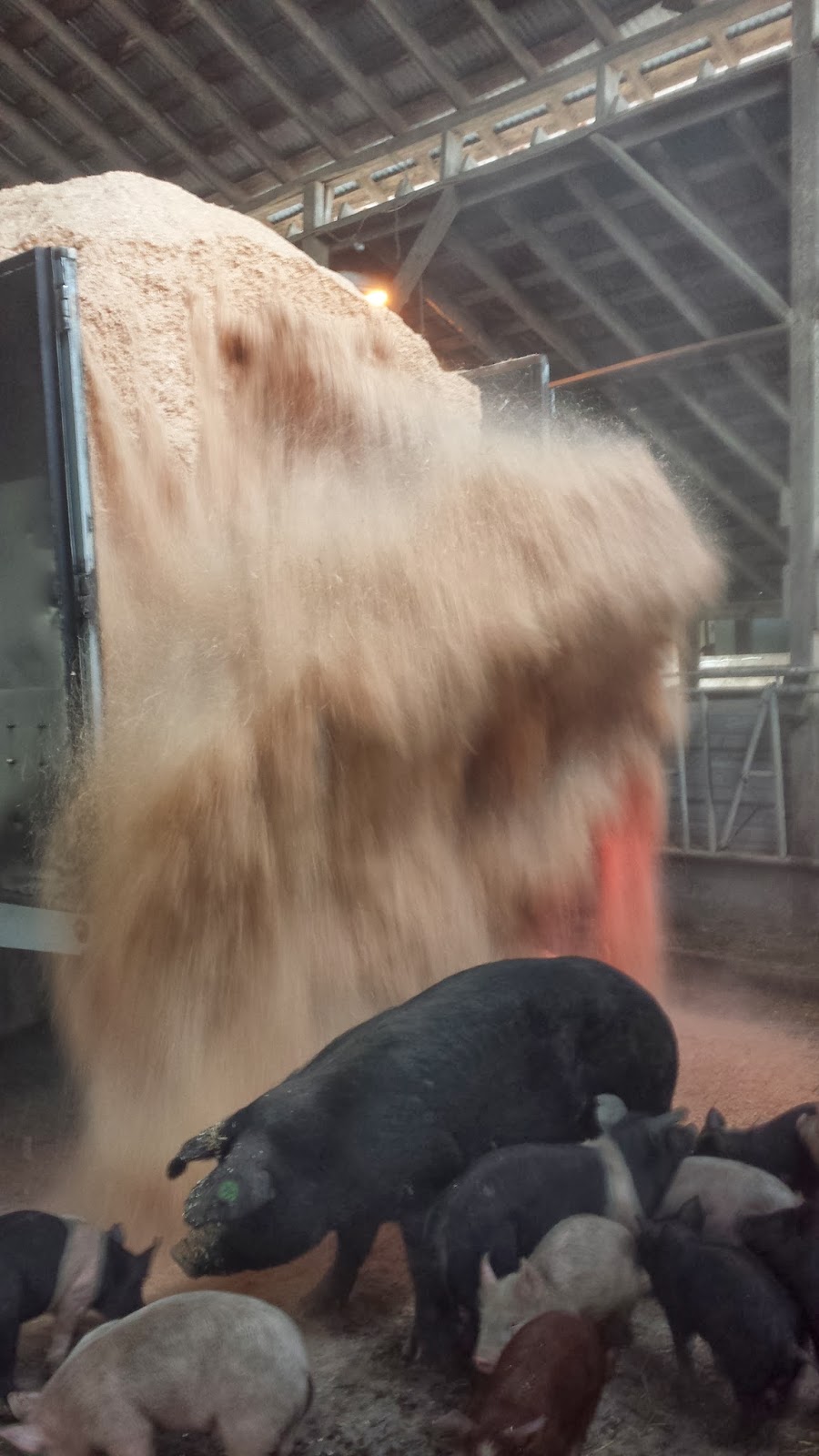 meat Keeping the pigs warm