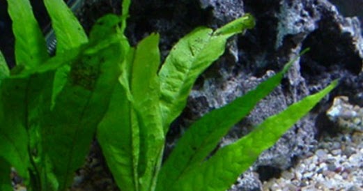 aquascape kl aquascape cara menanam dan menumbuhkan moss aquascape kl aquascape cara menanam dan menumbuhkan moss