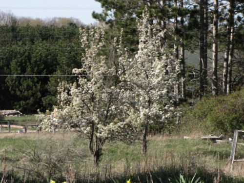 pear trees in bloom