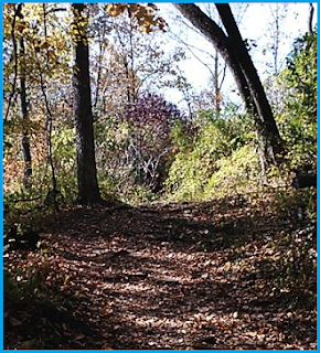 autumn trail