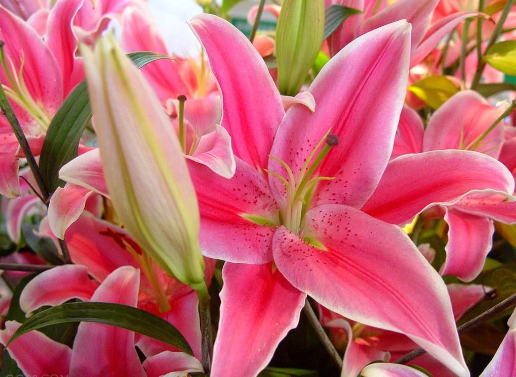 Download Wallpapers free: Beautiful flowers wallpaper