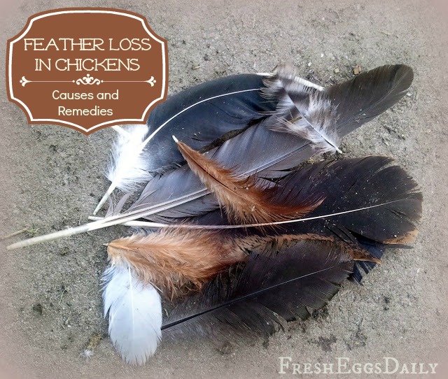 Feather Loss in Chickens Causes and Prevention Methods