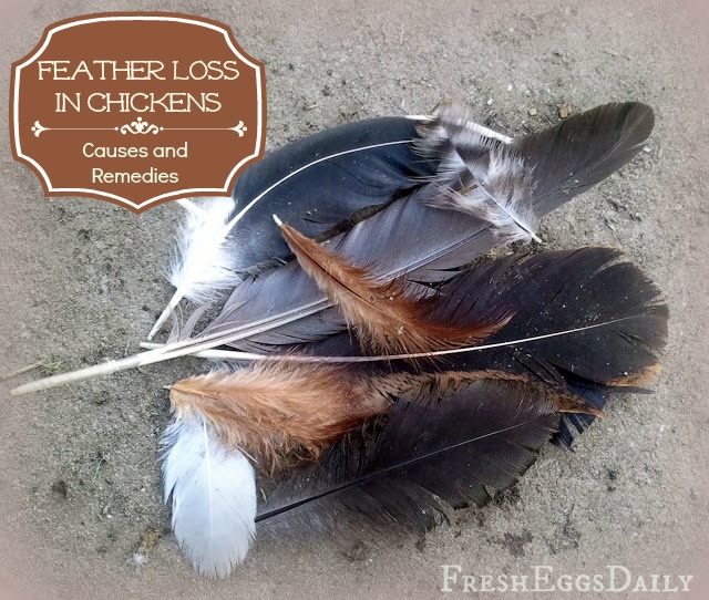 Feather Loss in Chickens Causes and Prevention Methods Fresh Eggs