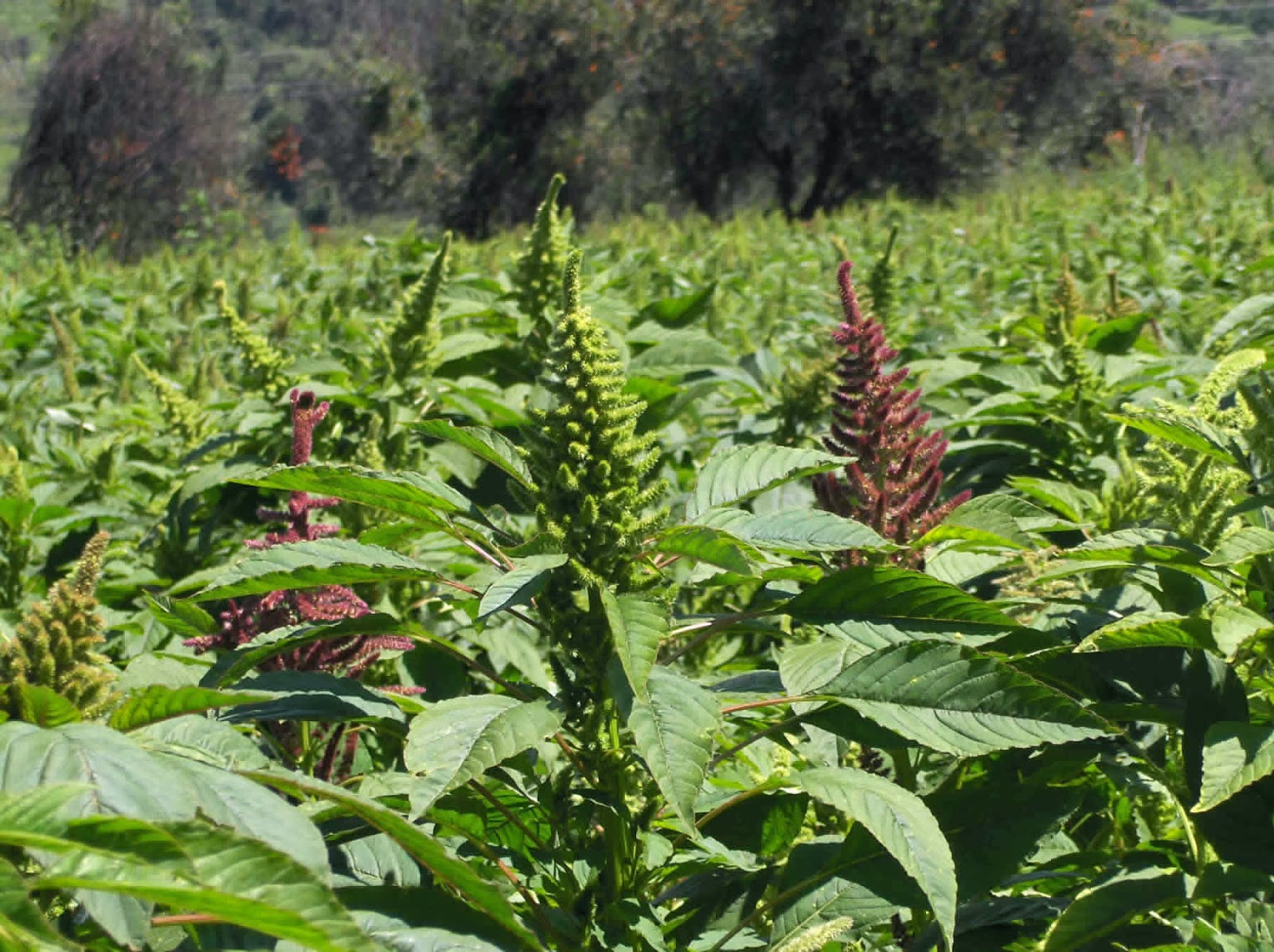 El Jardín de Judith AMARANTO CONTRA LOS INFARTOS