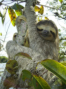 There are four living species of Three Toed Sloths