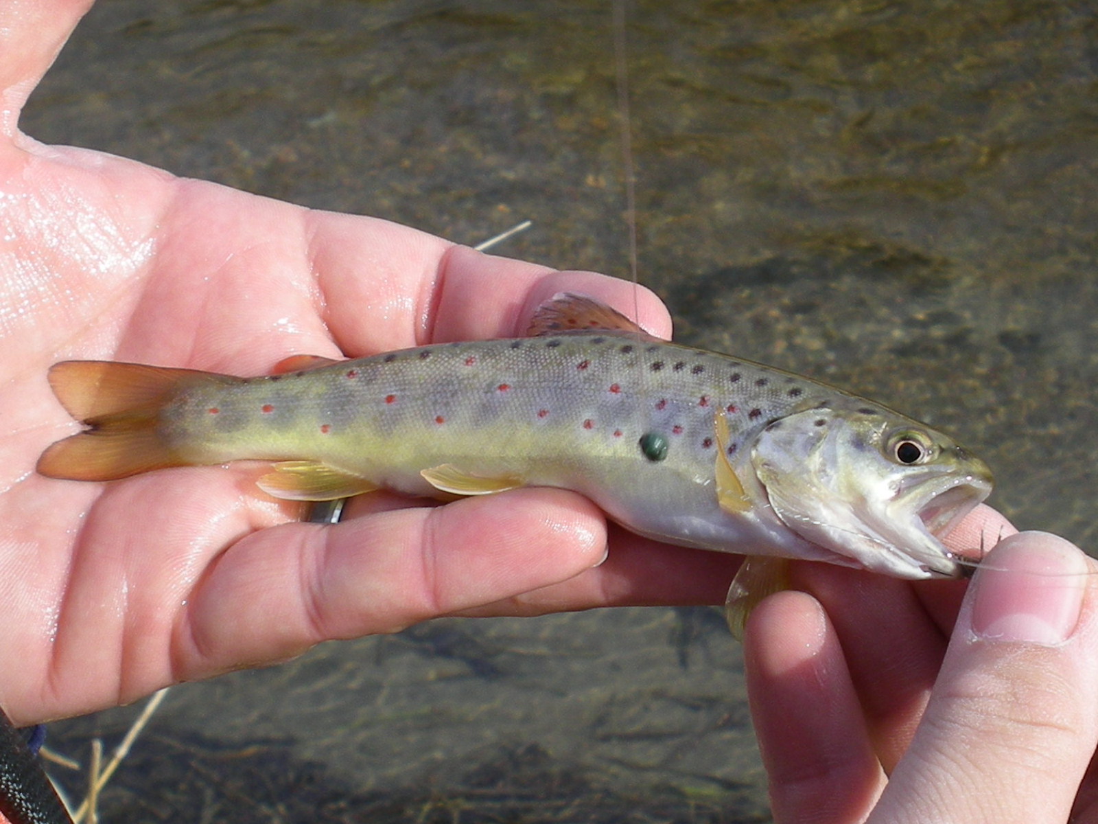 Brookies and Browns Nebraska Trout Streams