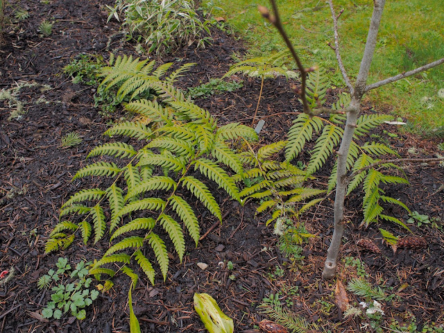 Martin S Short Story Blog Cotoneaster Cornubia Bayleaf The