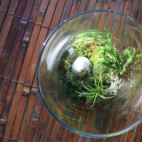 The Rainforest Garden My Mossy Terrarium
