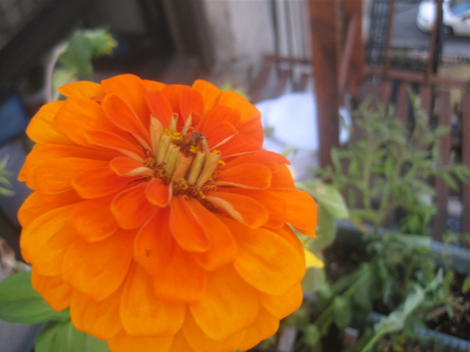 The Cupcake Criminal Zinnia's from the garden and a furry surprise.