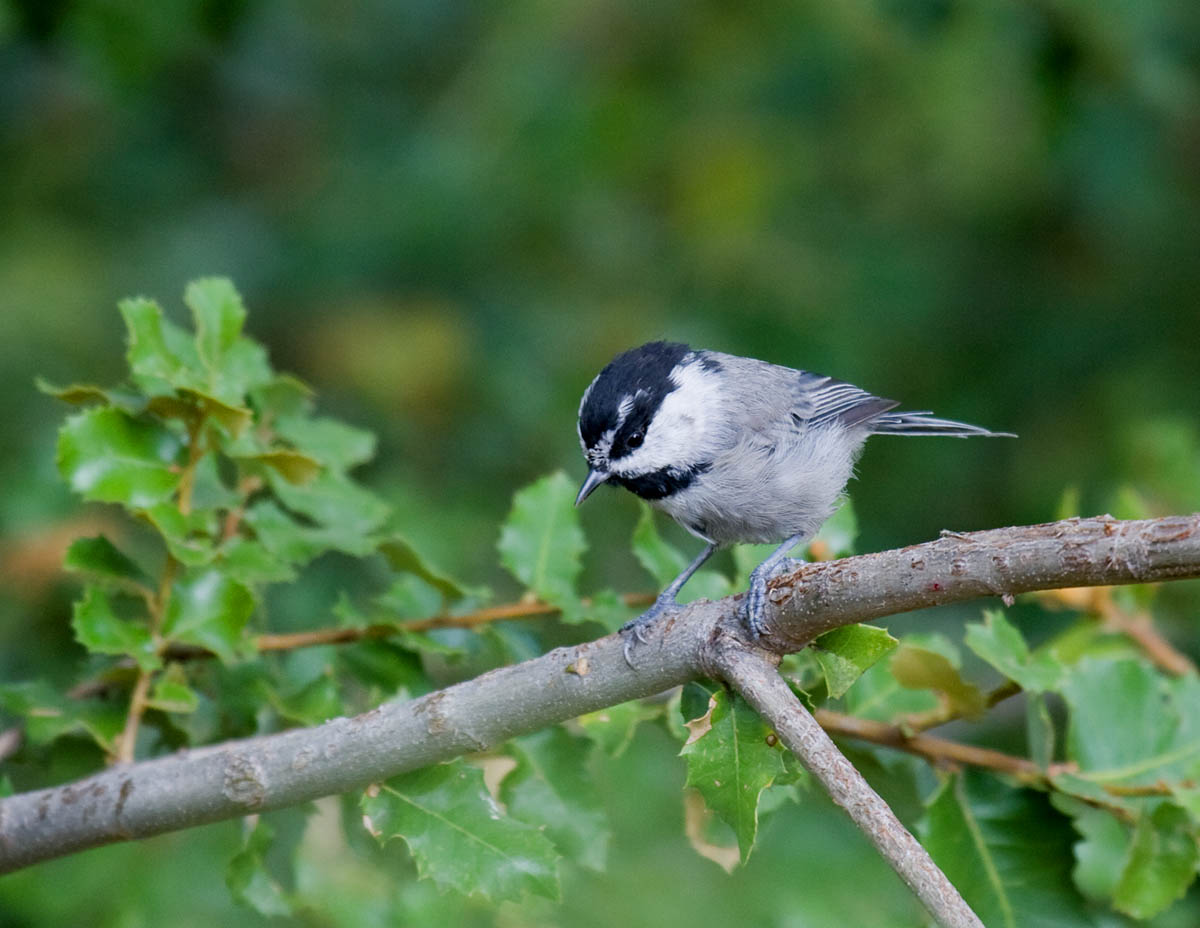 Birds to know in San Diego Palomar Mountain Greg in San Diego