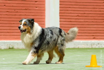 australian shepherd in obedience australian shepherd in obedience