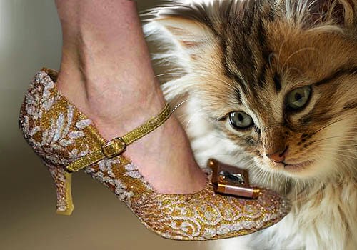 Sepatu Wanita Hak Rendah Kitten Heels