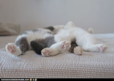 cute-animals-daily-squee-two-kitties-dow