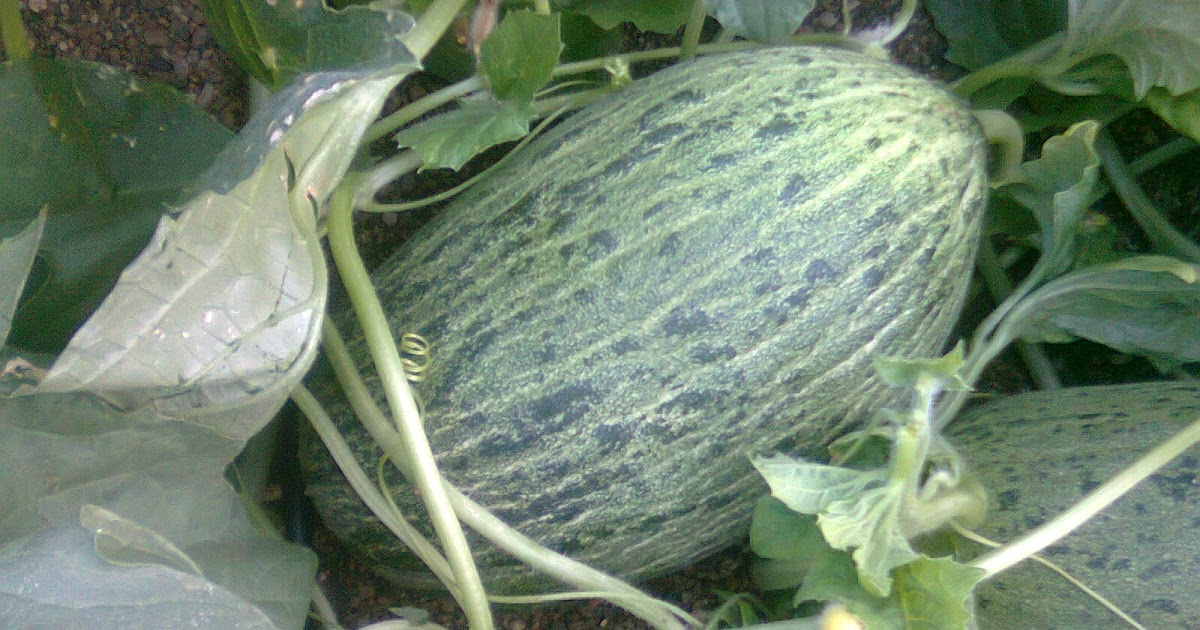 Homo agricola Como hacer un melón (receta china) "revisited"