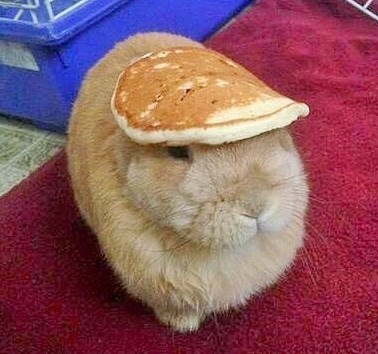 Image result for pancake bunny