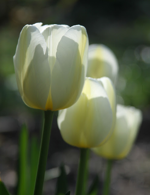 white tulips, spring flowers, Anne Butera, My Giant Strawberry