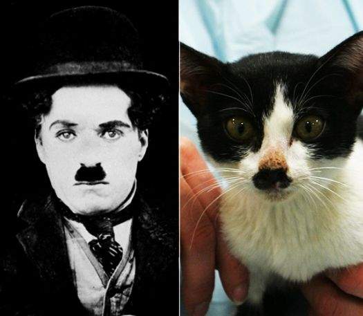 Kucing Charlie Chaplin